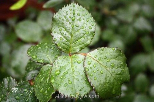 區(qū)分月季、玫瑰的七個技巧(圖4)