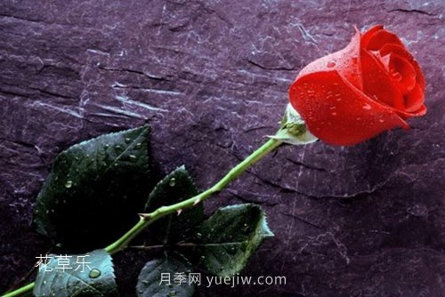 區(qū)分月季、玫瑰的七個技巧(圖8)