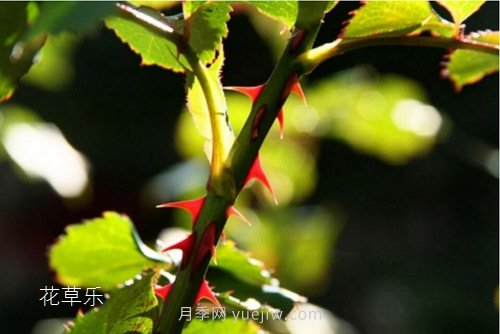 區(qū)分月季、玫瑰的七個技巧(圖2)