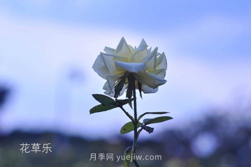 區(qū)分月季、玫瑰的七個技巧(圖1)