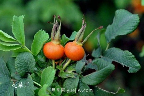 區(qū)分月季、玫瑰的七個技巧(圖10)