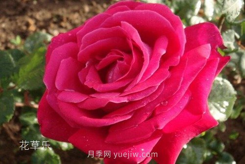 區(qū)分月季、玫瑰的七個技巧(圖6)