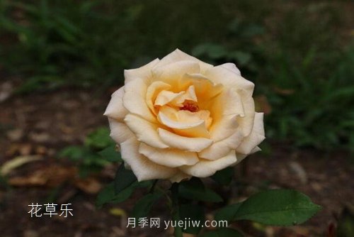 區(qū)分月季、玫瑰的七個技巧(圖7)