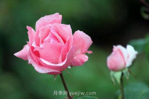 月季花品種介紹，開花多花苞大你值得擁有(圖4)