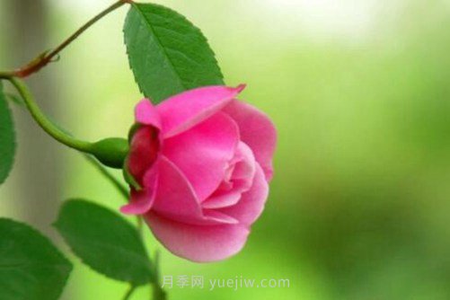 月季花品種介紹，開花多花苞大你值得擁有(圖1)