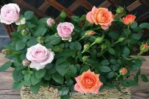 月季花品種介紹，開花多花苞大你值得擁有(圖2)