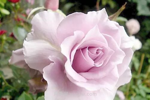 北京的市花是什么？北京的市花是月季還是菊花呢？(圖3)