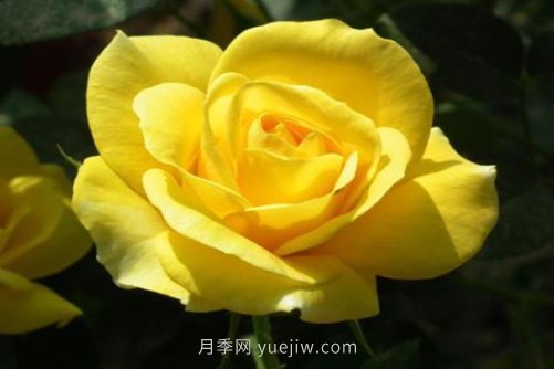 北京的市花是什么？北京的市花是月季還是菊花呢？(圖1)