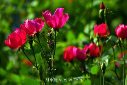 北京的市花是什么？北京的市花是月季還是菊花呢？(圖2)
