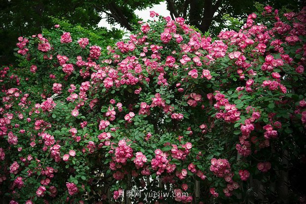 南昌濱江月季園，帶你去看天下風(fēng)流的江西月季花(圖2)