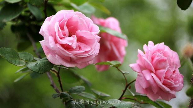 南昌濱江月季園，帶你去看天下風(fēng)流的江西月季花(圖3)