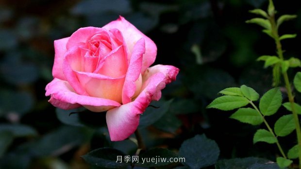 南昌濱江月季園，帶你去看天下風(fēng)流的江西月季花(圖4)