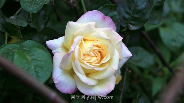 南昌濱江月季園，帶你去看天下風(fēng)流的江西月季花(圖5)