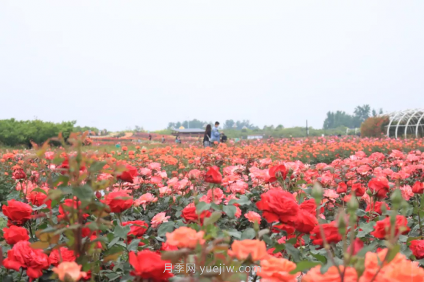 來南陽世界月季大觀園，看超美月季花(圖冊)(圖2)