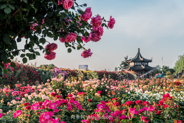 來南陽世界月季大觀園，看超美月季花(圖冊)(圖1)
