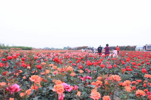 來南陽世界月季大觀園，看超美月季花(圖冊)(圖3)