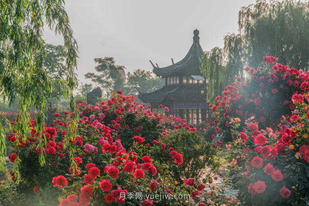 來南陽世界月季大觀園，看超美月季花(圖冊)(圖5)