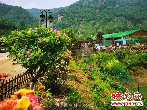 信陽羅山：月季飄香 美麗鄉(xiāng)村綻放美麗經(jīng)濟(圖1)