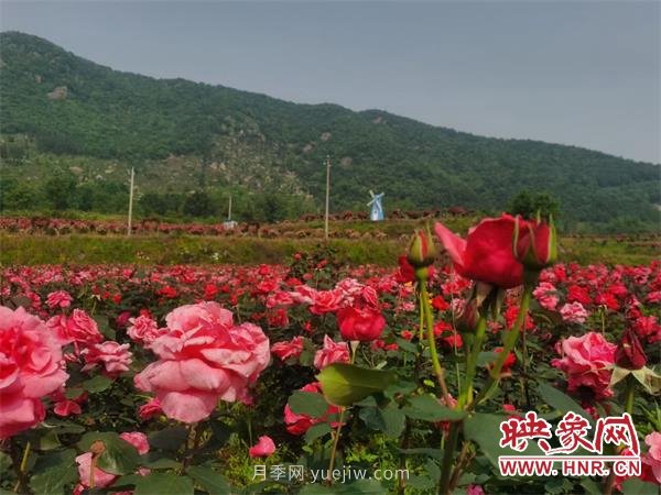 信陽羅山：月季飄香 美麗鄉(xiāng)村綻放美麗經(jīng)濟(圖2)