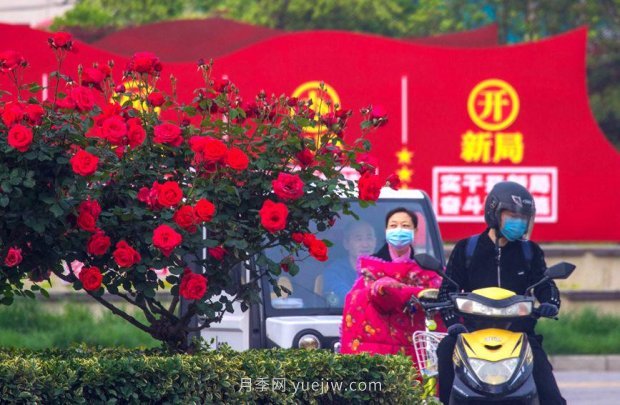 “花中皇后”月季助推南陽(yáng)文旅新發(fā)展(圖2)