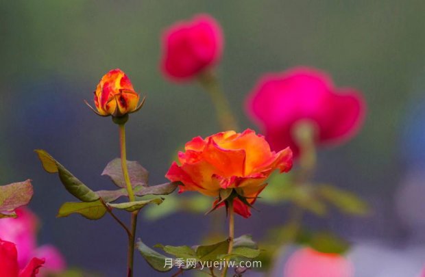 “花中皇后”月季助推南陽(yáng)文旅新發(fā)展(圖3)