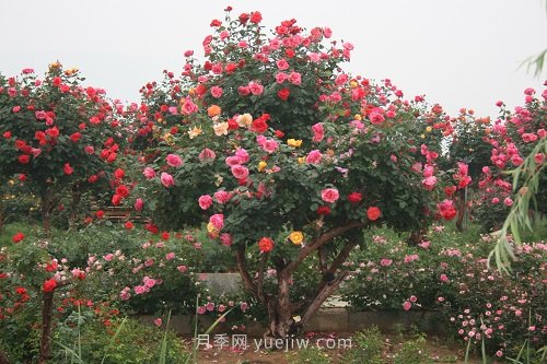 國內(nèi)月季八成市場來自河南南陽，年產(chǎn)值25億(圖1)