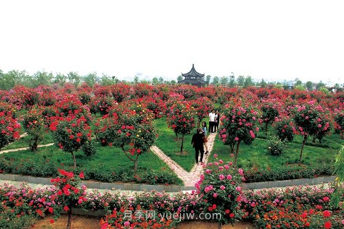 國內(nèi)月季八成市場來自河南南陽，年產(chǎn)值25億(圖2)