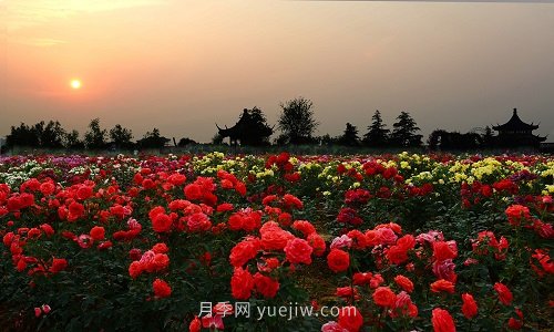 國內(nèi)月季八成市場來自河南南陽，年產(chǎn)值25億(圖3)