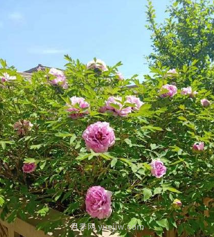河南18市市花大全！月季居然同為8個(gè)市的市花(圖4)