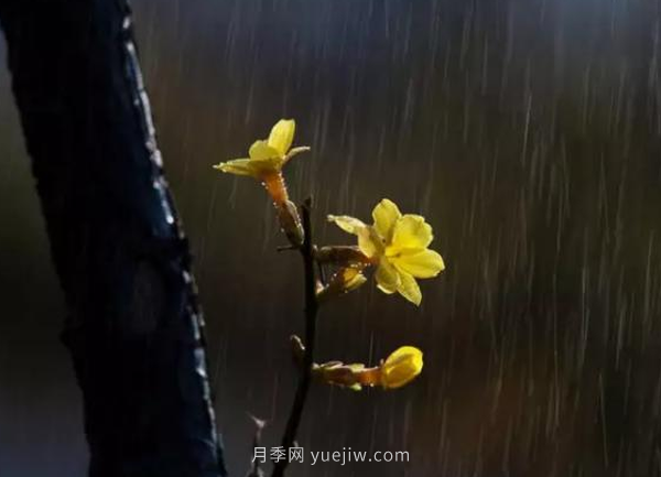 河南18市市花大全！月季居然同為8個(gè)市的市花(圖6)