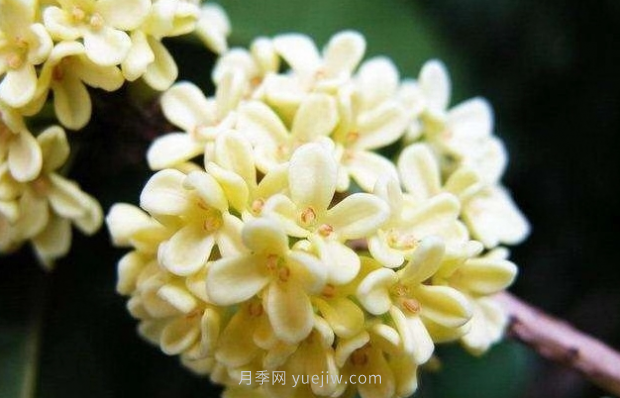 河南18市市花大全！月季居然同為8個(gè)市的市花(圖7)