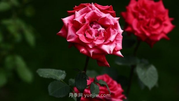 月季苗哪里買？買哪種規(guī)格的苗？買什么品種的苗？(圖2)