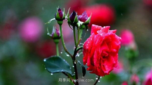 月季苗哪里買？買哪種規(guī)格的苗？買什么品種的苗？(圖4)