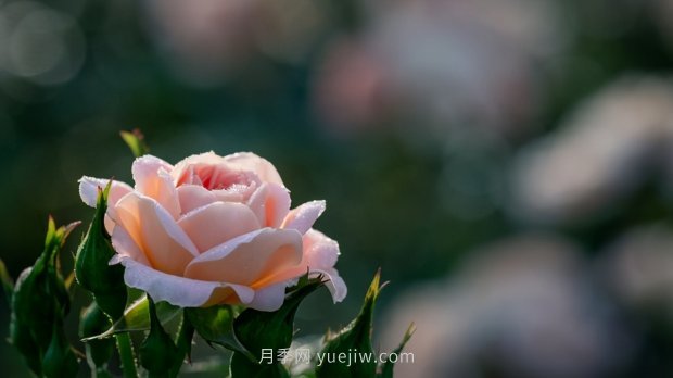 月季苗哪里買？買哪種規(guī)格的苗？買什么品種的苗？(圖3)