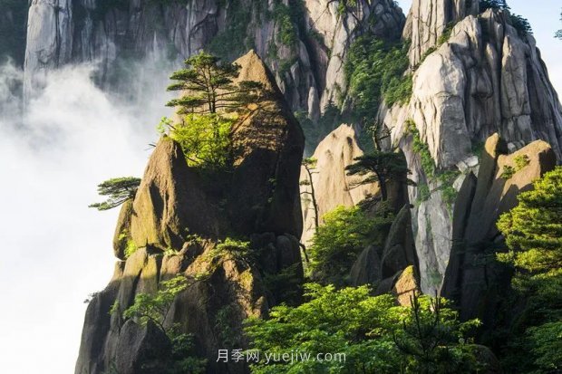 春季***近一個(gè)月成交量***高的十大苗木排行榜(圖6)