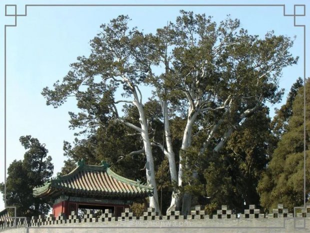 春季***近一個(gè)月成交量***高的十大苗木排行榜(圖7)