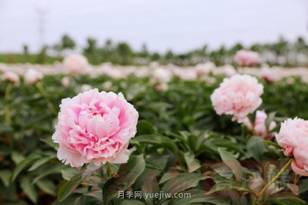 洛陽芍藥花海向市民游客免費(fèi)開放(圖3)
