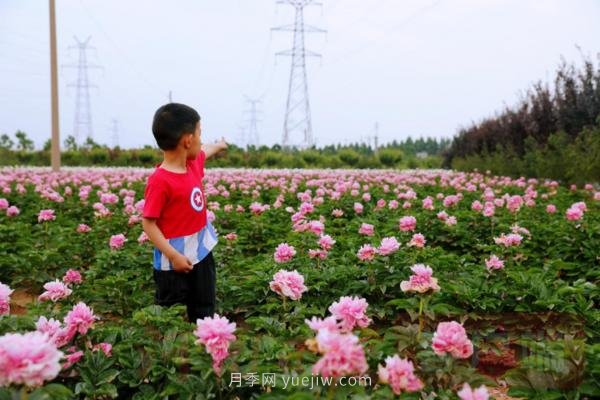洛陽芍藥花海向市民游客免費(fèi)開放(圖2)