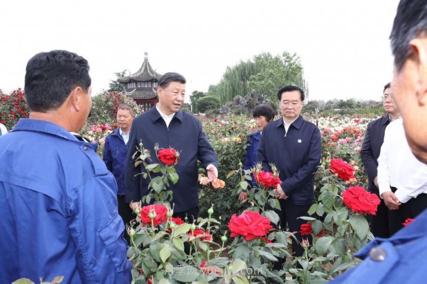 ***走進這片花海，南陽月季產(chǎn)業(yè)生態(tài)富民(圖1)