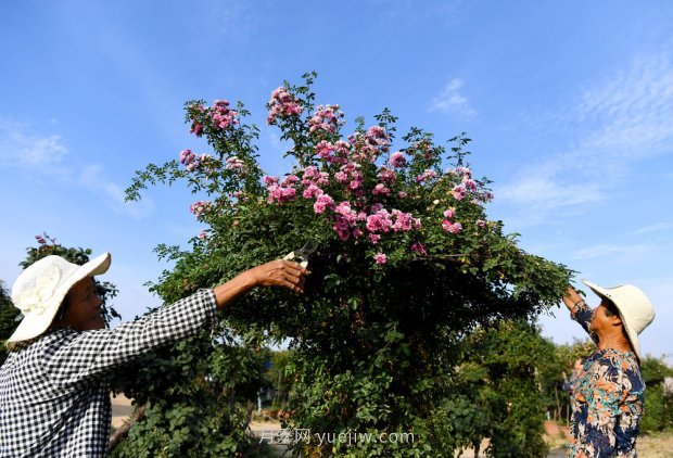 ***走進這片花海，南陽月季產(chǎn)業(yè)生態(tài)富民(圖5)