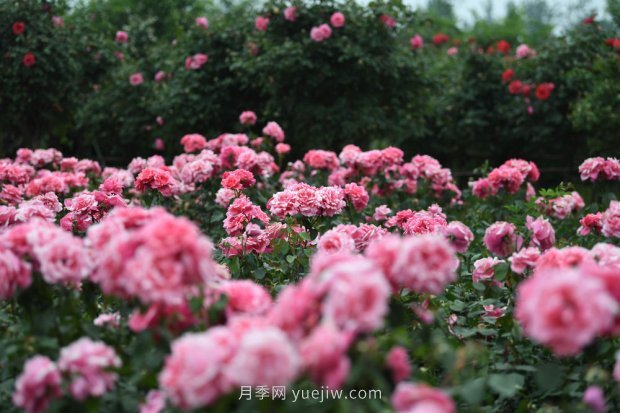 ***走進這片花海，南陽月季產(chǎn)業(yè)生態(tài)富民(圖3)