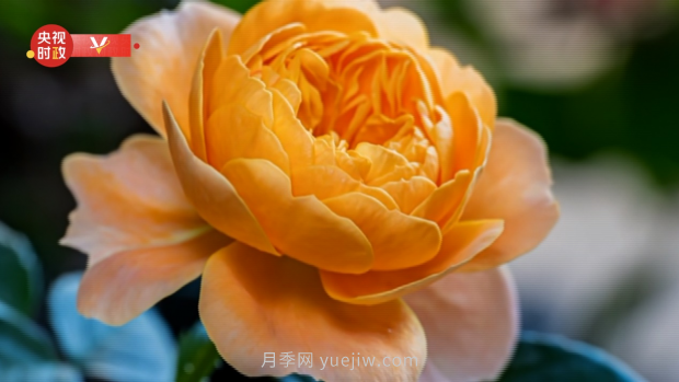 共享生態(tài)美景 助推鄉(xiāng)村振興——走進(jìn)南陽(yáng)月季博覽園(圖1)