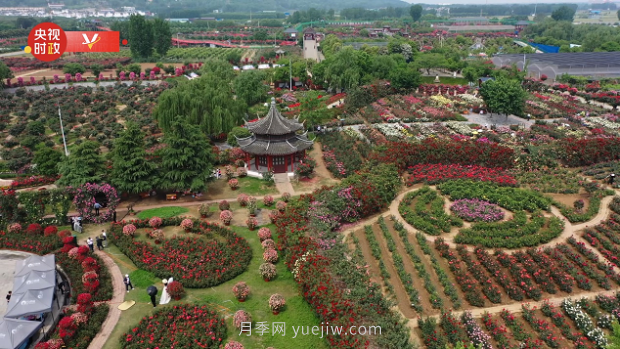 共享生態(tài)美景 助推鄉(xiāng)村振興——走進(jìn)南陽(yáng)月季博覽園(圖2)