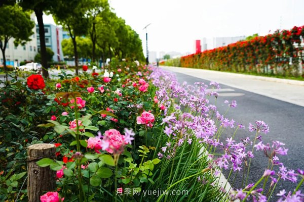 百個(gè)景點(diǎn)、百條花道、百里花帶……未來幾月，上海繁花似錦(圖7)