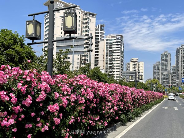 百個(gè)景點(diǎn)、百條花道、百里花帶……未來幾月，上海繁花似錦(圖6)