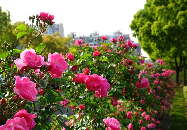 百個(gè)景點(diǎn)、百條花道、百里花帶……未來幾月，上海繁花似錦(圖2)