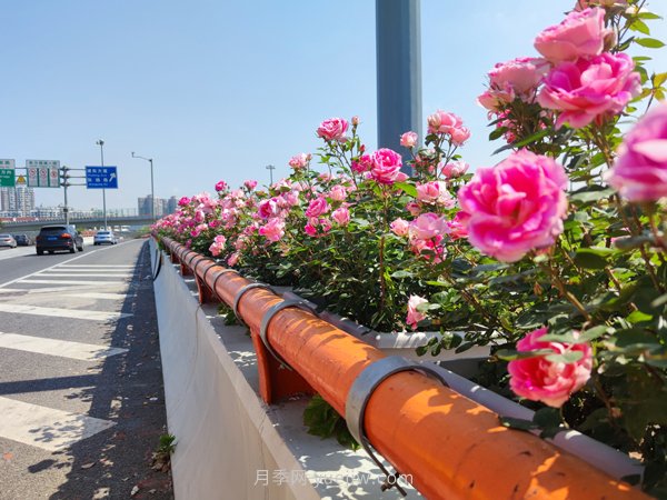 百個(gè)景點(diǎn)、百條花道、百里花帶……未來幾月，上海繁花似錦(圖9)