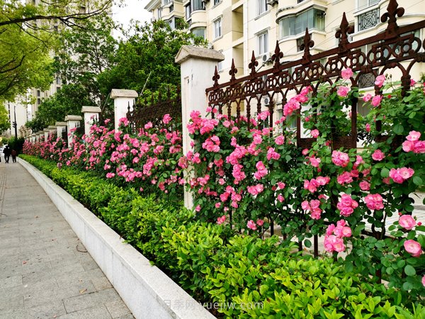 百個(gè)景點(diǎn)、百條花道、百里花帶……未來幾月，上海繁花似錦(圖1)
