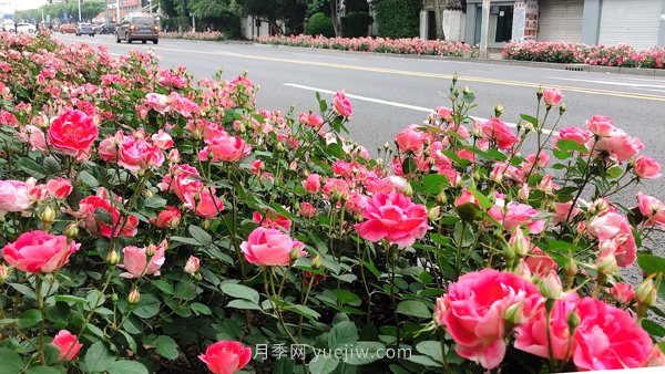 百個(gè)景點(diǎn)、百條花道、百里花帶……未來幾月，上海繁花似錦(圖8)