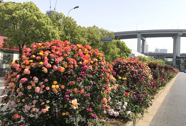 百個(gè)景點(diǎn)、百條花道、百里花帶……未來幾月，上海繁花似錦(圖5)